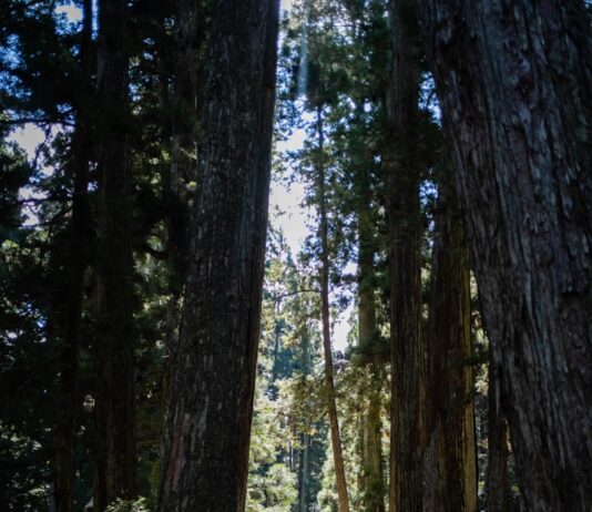 창의력을 발휘하는 방법과 목표 a person walking down a path between two large trees