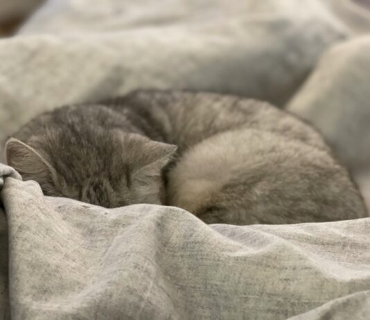 만성피로, 바쁜 한국인의 ‘일상 재설계’로 극복하자 gray and white cat on white textile