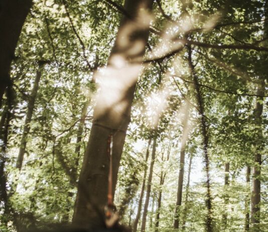 “아침 루틴 혁명: 하루를 건강하게 여는 새로운 습관” person holding black textile in forest during daytime