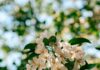 일상 속 뇌건강 지키기, 작은 습관이 비밀 Sunlit white apple blossoms against a blurred green background.