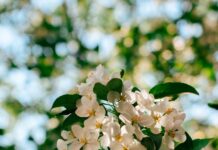 일상 속 뇌건강 지키기, 작은 습관이 비밀 Sunlit white apple blossoms against a blurred green background.