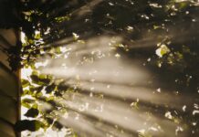 만성피로, 일상 속 작은 변화로 극복한다 sun rays coming through trees