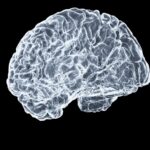 “뇌가 좋아하는 하루, 똑똑하게 챙기기”… 일상 속 뇌건강 트렌드와 실천법 a close up of a human brain on a black background